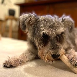 シカンタの鹿角小