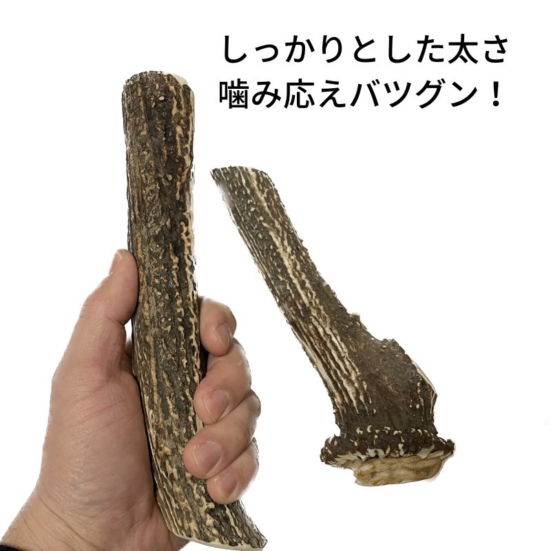 シカンタの鹿ツノのLL（大型犬用）