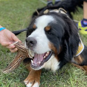 犬用の鹿角‐シカンタ
