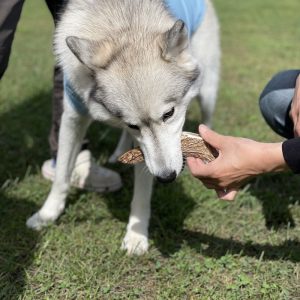 犬用の鹿角‐シカンタ