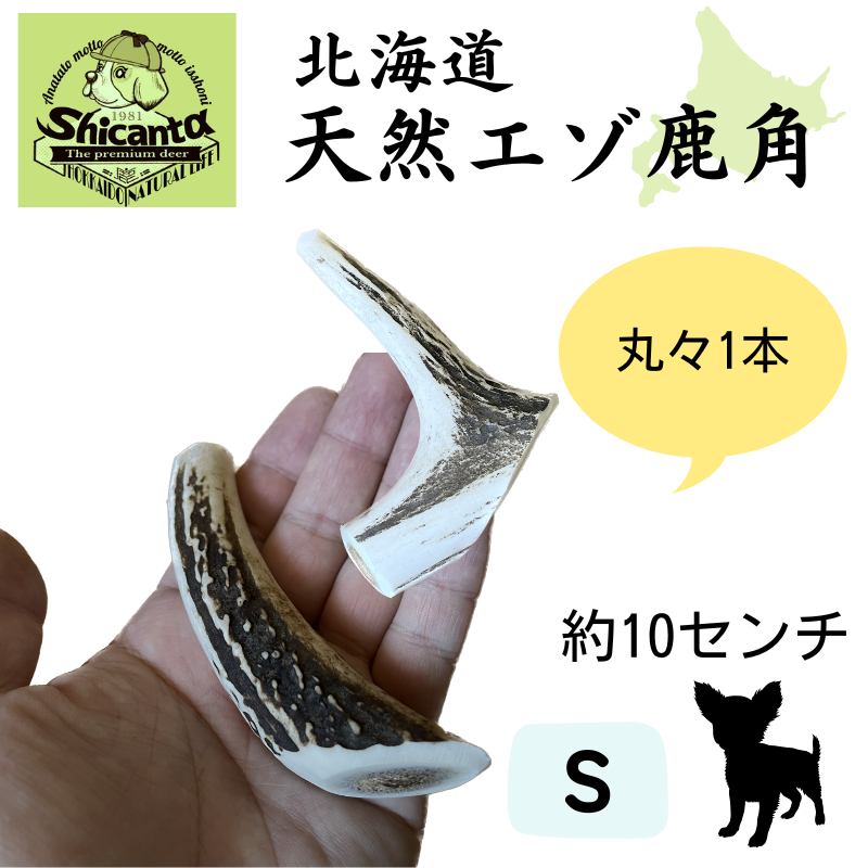 shicanta鹿ツノS